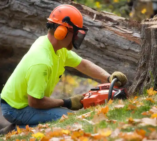 tree services Eden Prairie